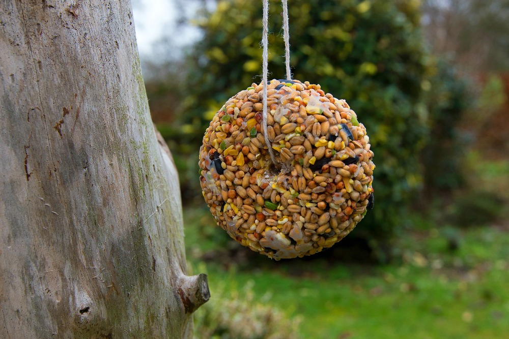 DIY: Easy Cookie Cutter Bird Feeders - Lukeosaurus And Me