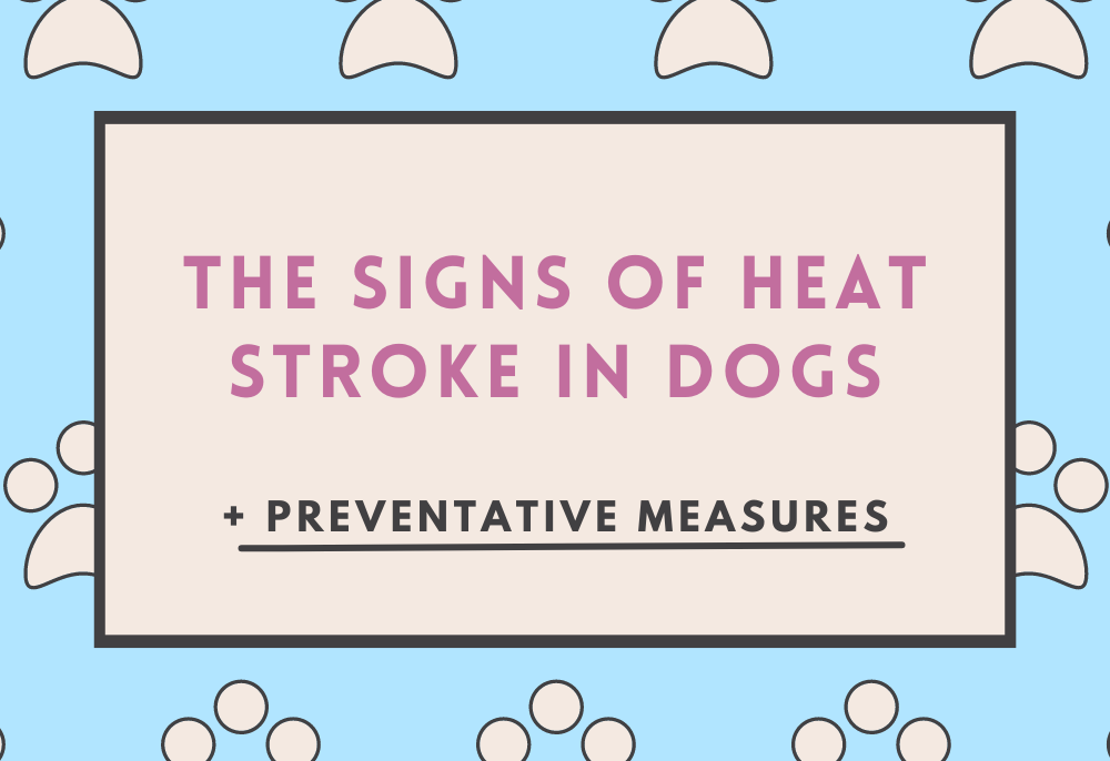 Signs of Heat Stroke in Dogs & Preventative Measures - Lukeosaurus And Me